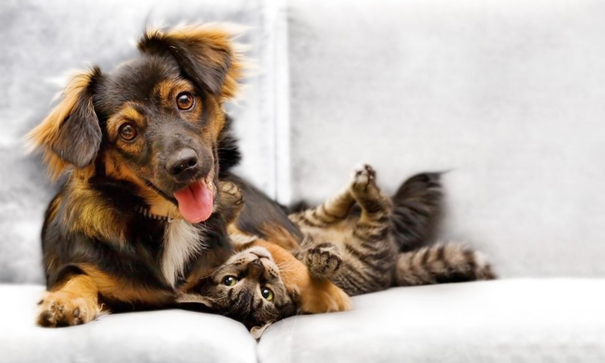 Assicurazione animali domestici: è obbligatoria?